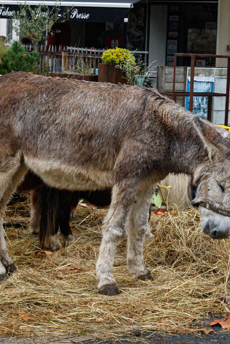 Horse Fair - Bastisdes en Fête